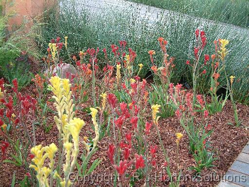 Kangaroo Paws_2 